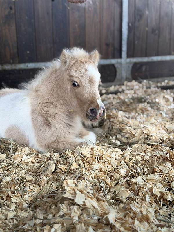 ponies-appy-pinto-pony