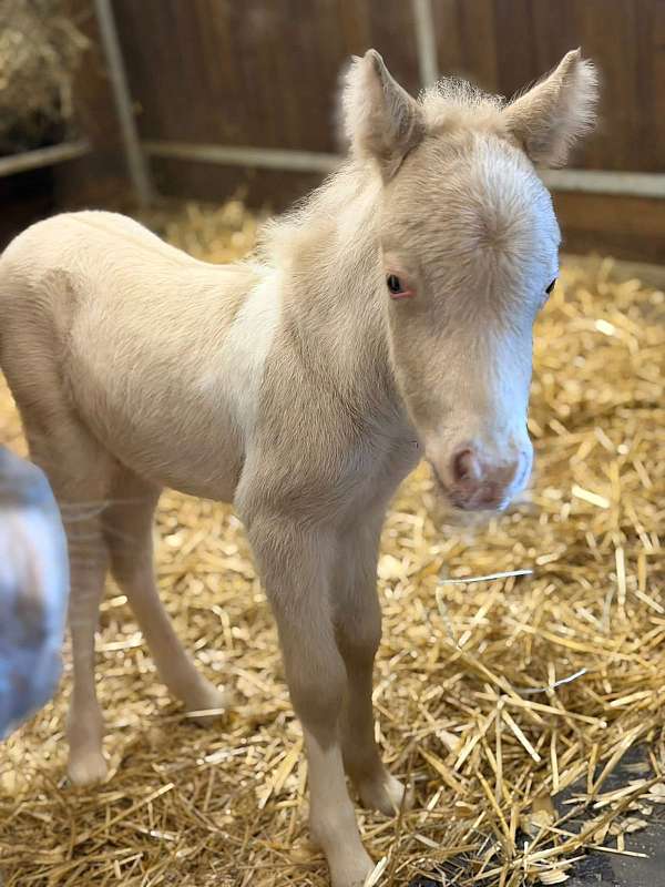 dunalino-pinto-blue-eyes-pony