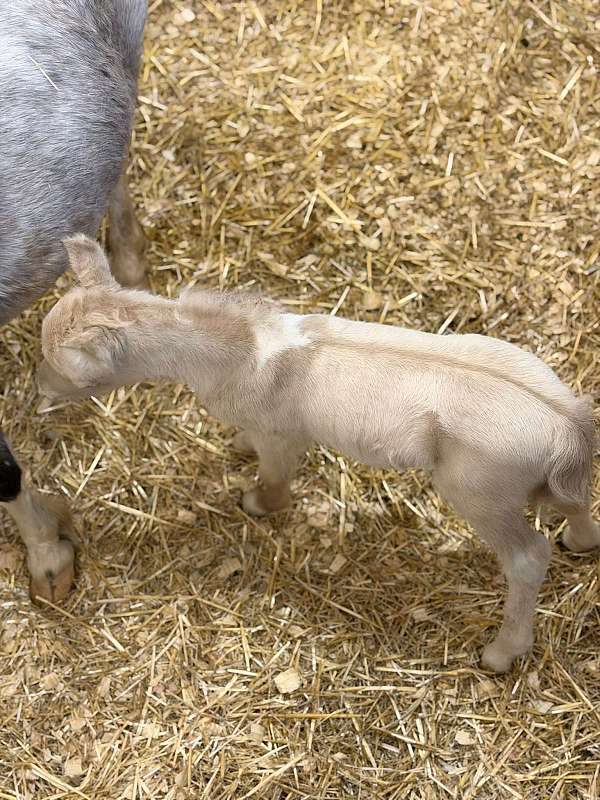 dunalino-blue-eyed-pony