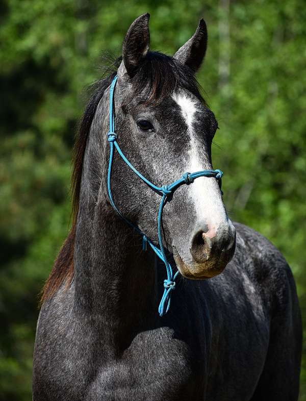 grey-quarter-horse-gelding