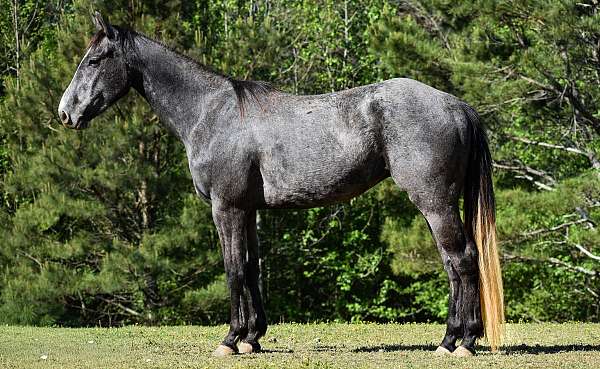 grey-aqha-gelding