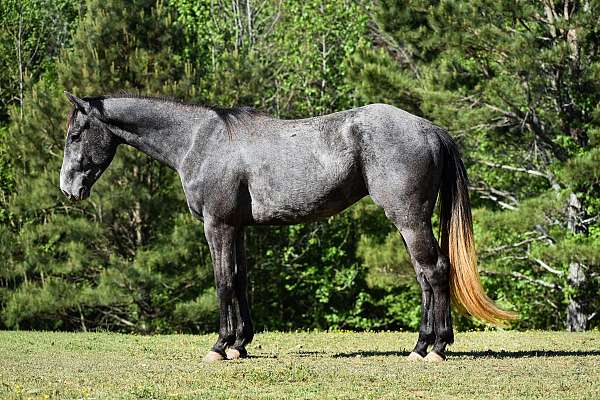 grey-aqha-horse