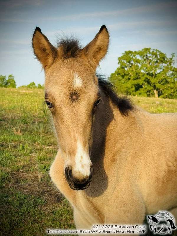 star-snip-horse