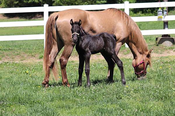 black-no-white-horse