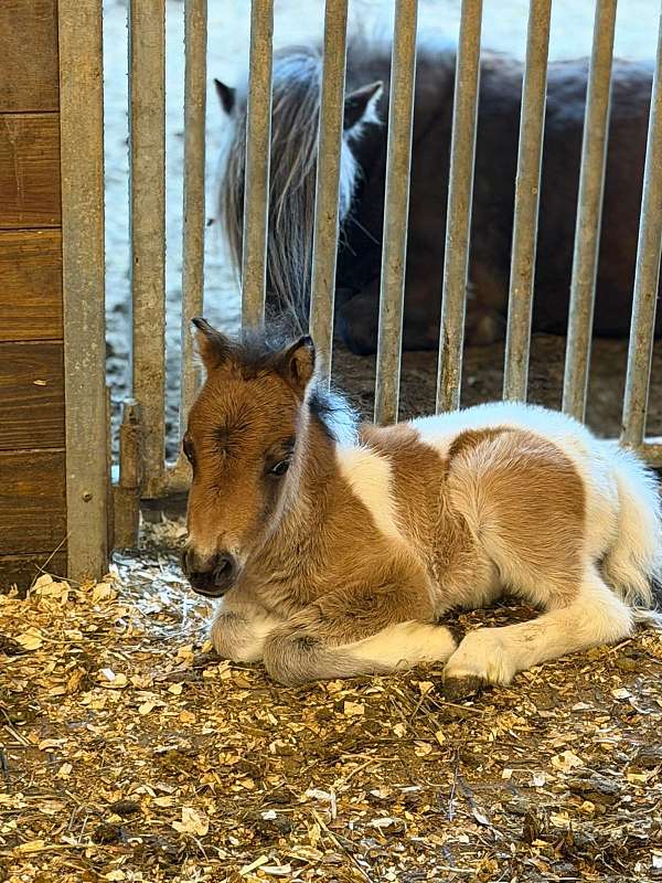 appaloosa-pinto-pony