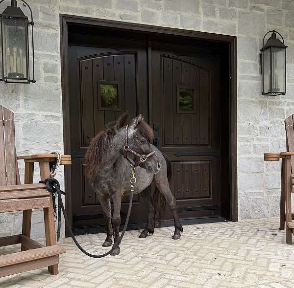 roan-bay-pinto-pony
