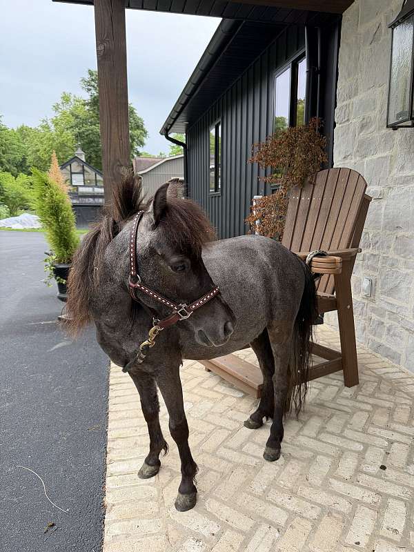 roan-miniature-pony
