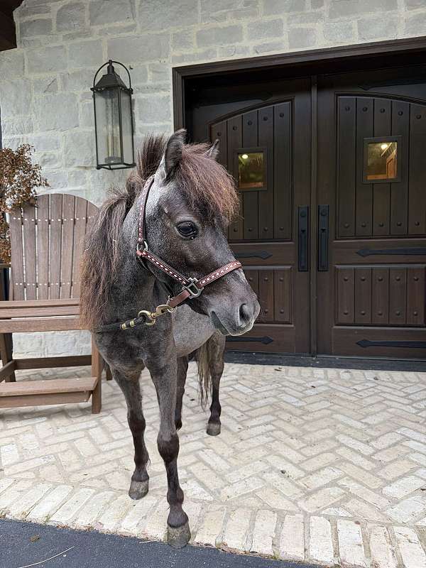 broke-miniature-pony