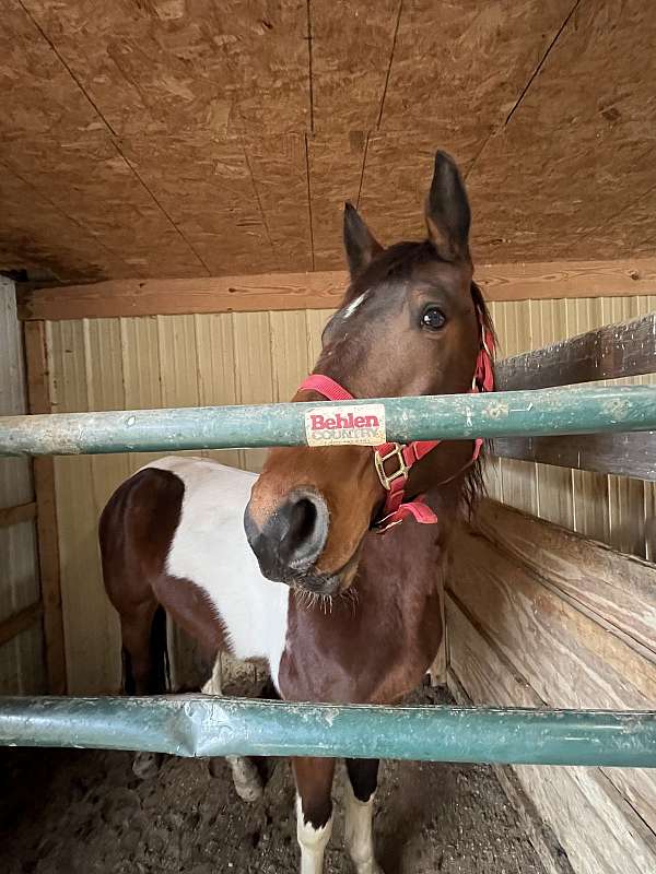 spotted-saddle-gelding