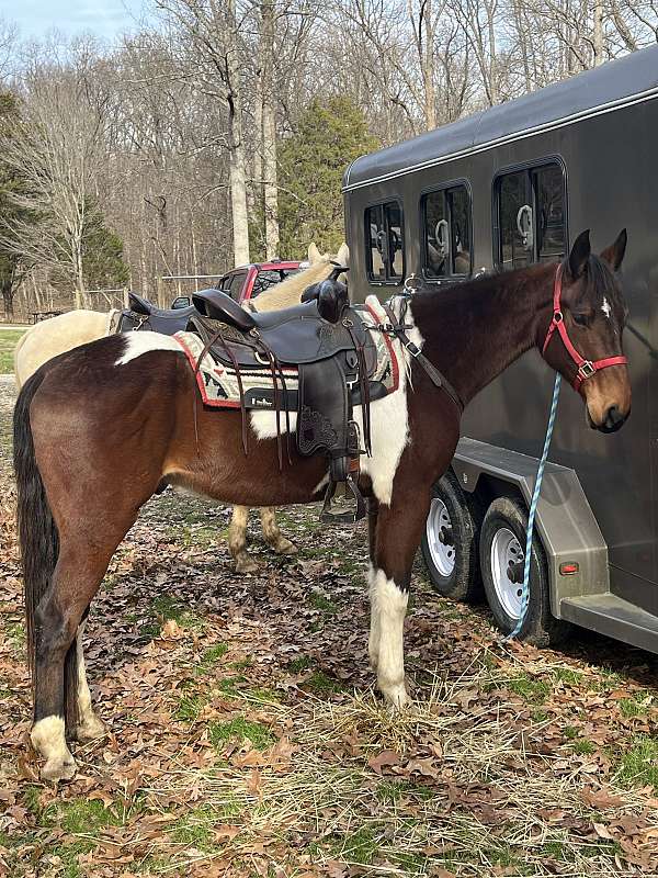 school-trail-spotted-spotted-saddle-horse