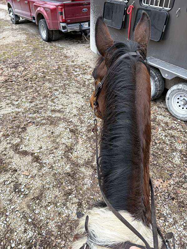 spotted-saddle-horse-for-sale