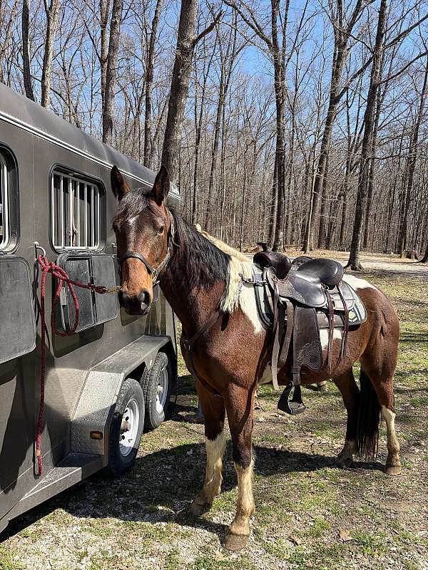 spotted-saddle-horse