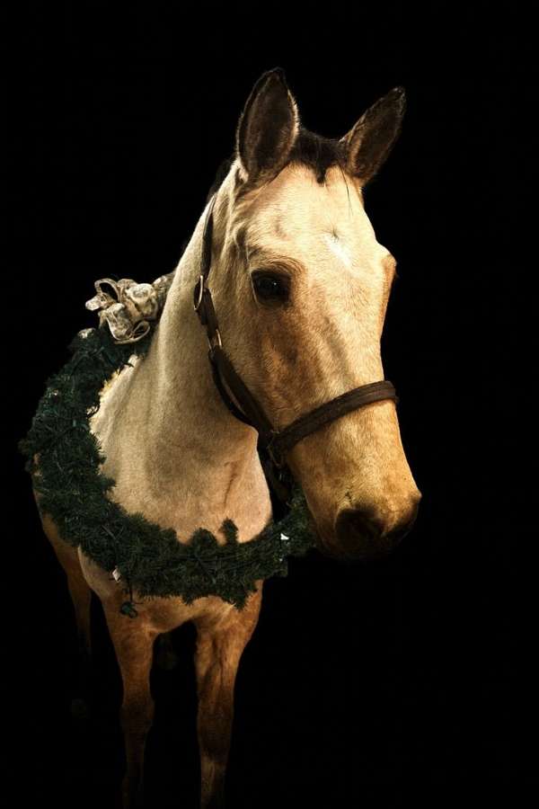 champions-connemara-pony