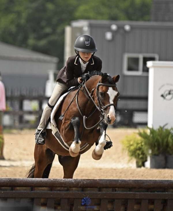 show-jump-pony