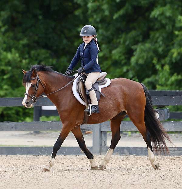bay-show-jump-pony