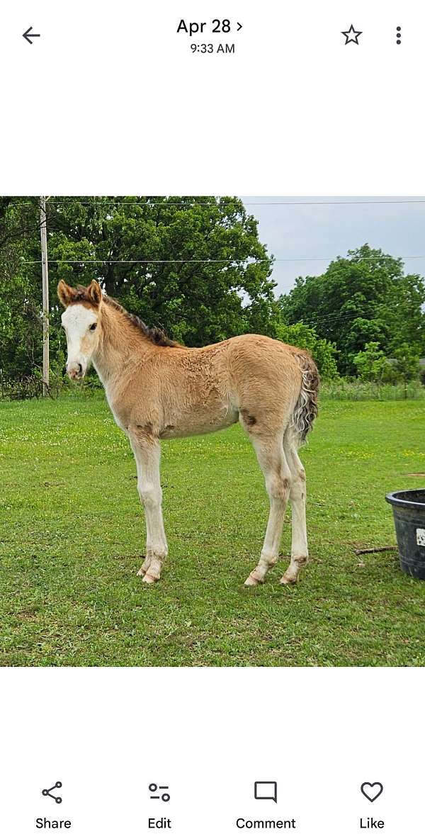 dun-w-blk-points-bald-face-4-white-legs-horse