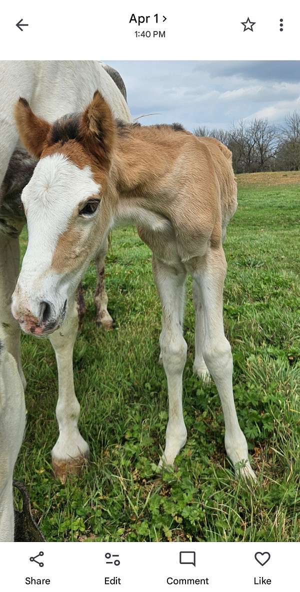 dun-w-blk-points-tennessee-walking-colt