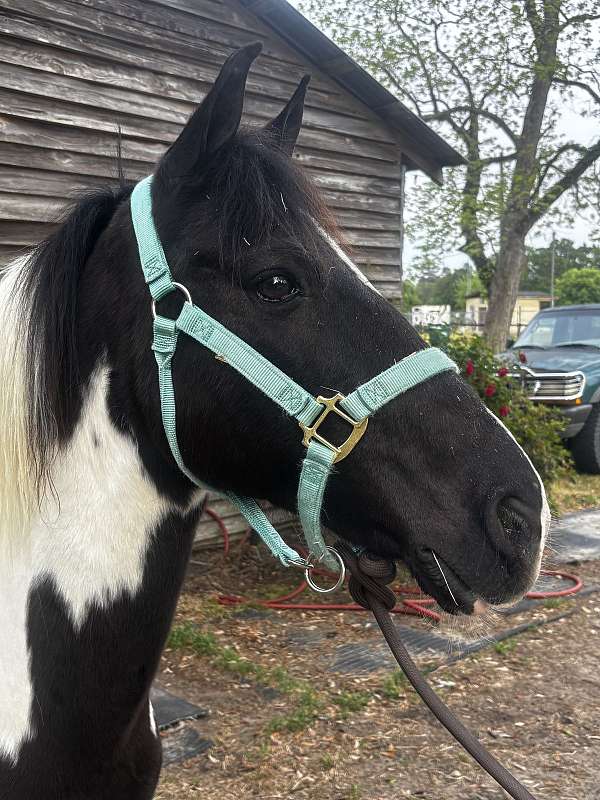 crossbred-pony-gelding