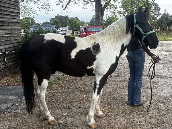 crossbred-pony-for-sale