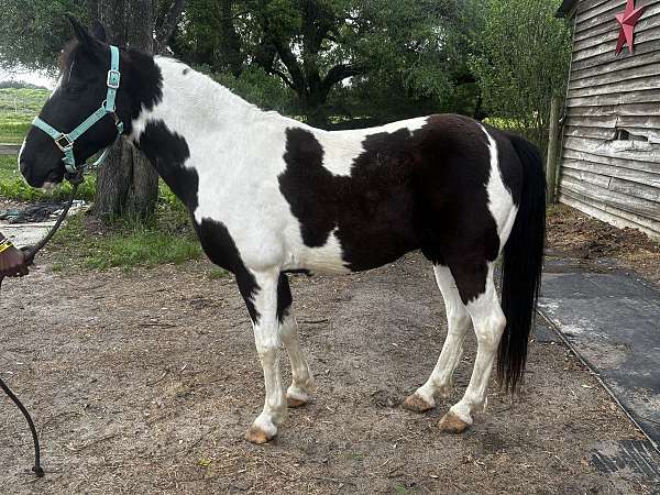 crossbred-pony