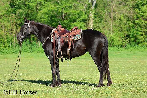 trail-r-morgan-horse