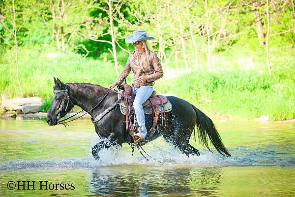 all-around-morgan-horse
