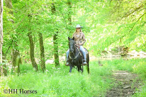 athletic-morgan-horse
