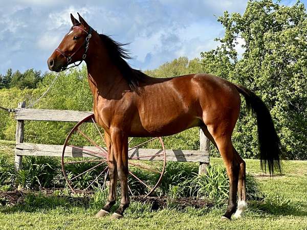 project-racking-standardbred-horse