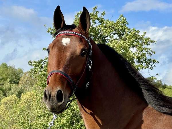 driving-standardbred-horse
