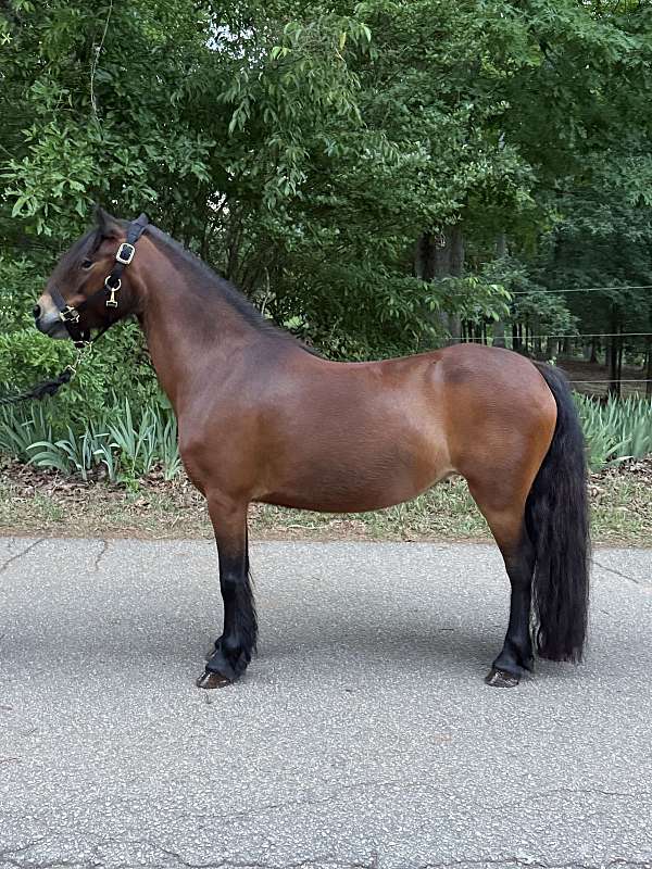 horsemanship-dartmoor-pony-pony
