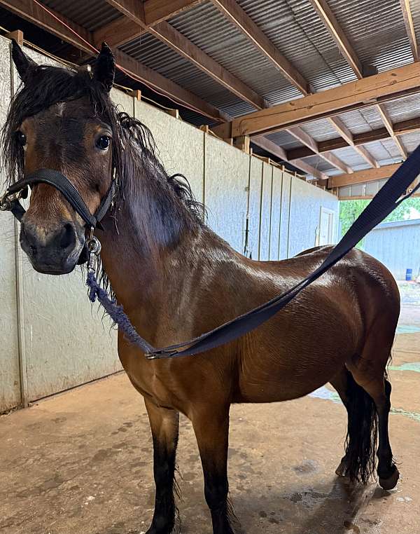 bay-champagne-athletic-pony