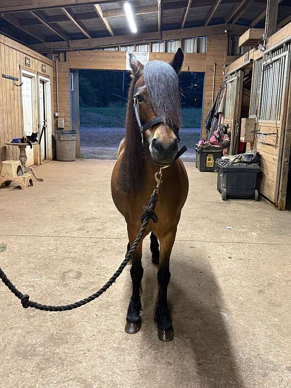 bay-champagne-ponymanship-pony