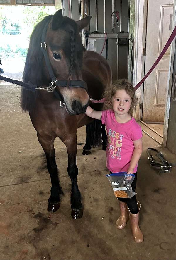 athletic-dartmoor-pony-pony