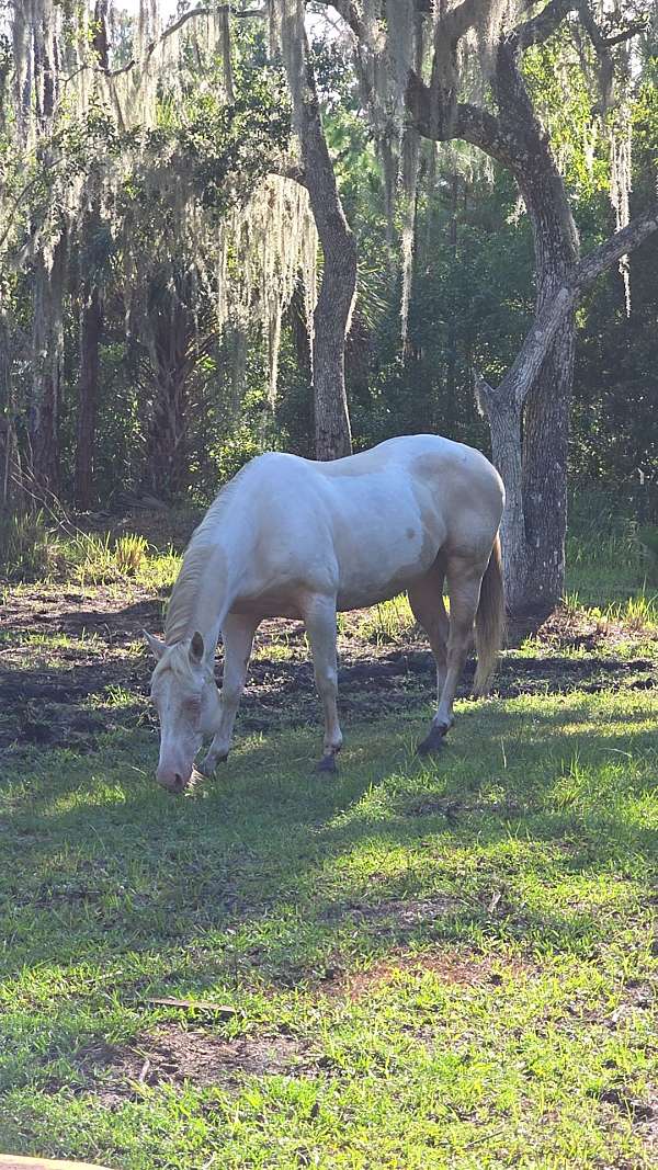 tobiano-hypp-nn-pony