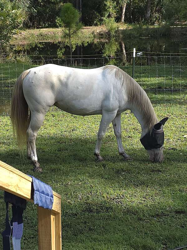 all-around-paint-pony
