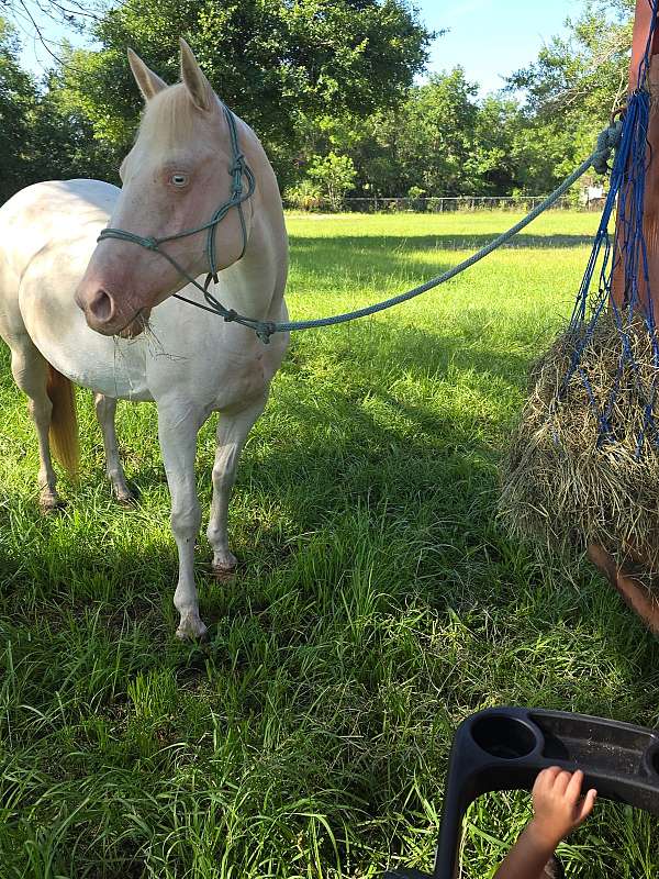 tobiano-color-producer-pony