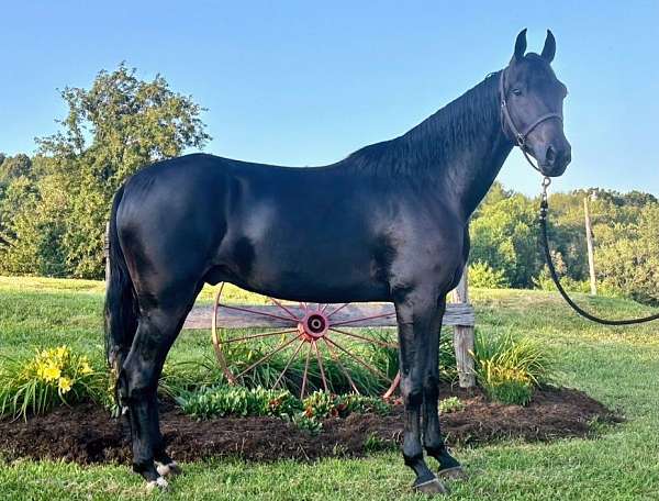 brown-racking-horses-for-sale