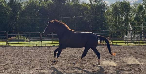 athletic-trakehner-horse