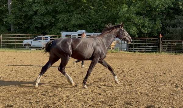 black-ata-horse
