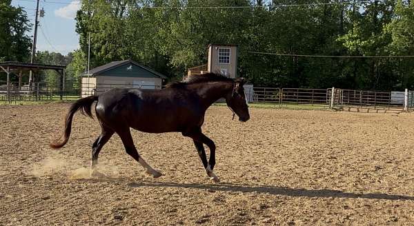 dressage-trakehner-horse
