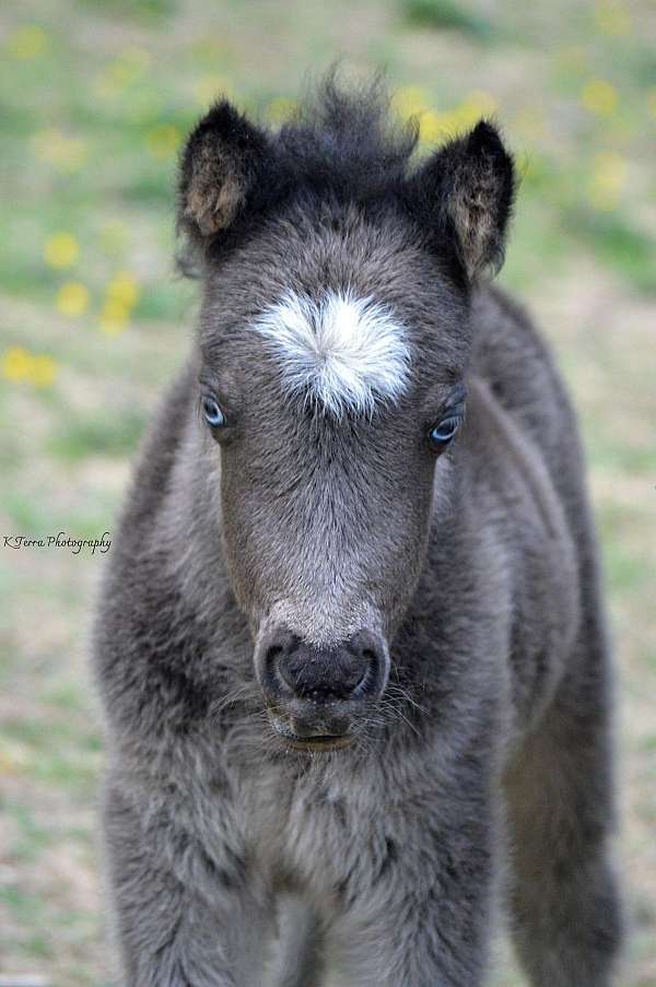 ice-blue-eyes-horse