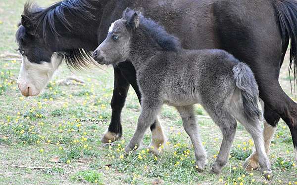 black-ice-blue-eyes-horse