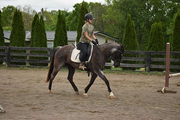 mare-quarter-horse