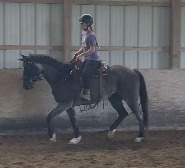 trail-quarter-horse