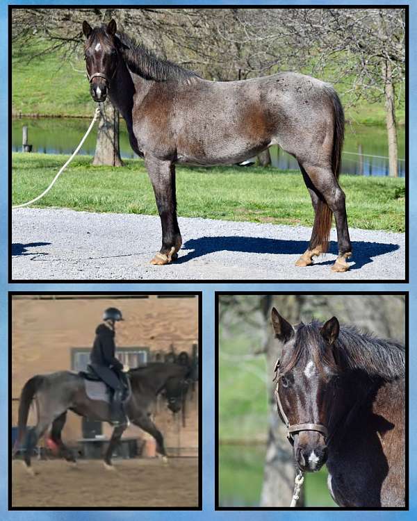 roan-quarter-horse