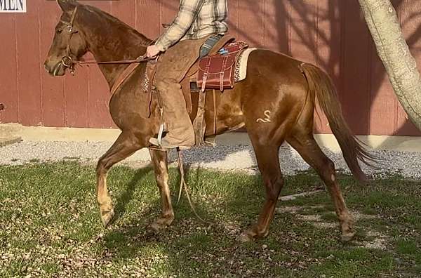 all-around-quarter-horse