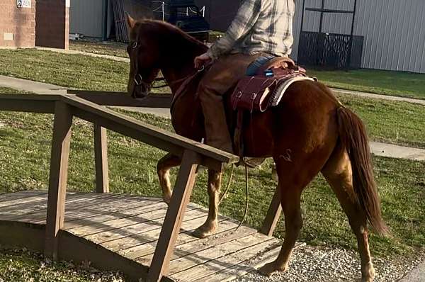 athletic-quarter-horse