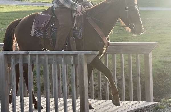 barrel-racing-quarter-horse