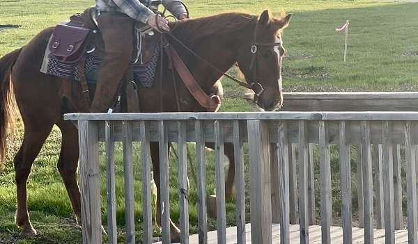 cutting-prospect-quarter-horse