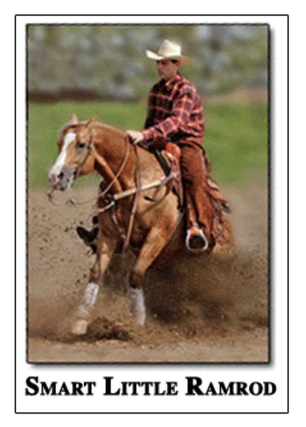endurance-quarter-horse